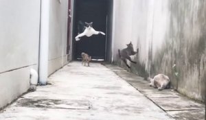 Un chat esquive d'autres chats