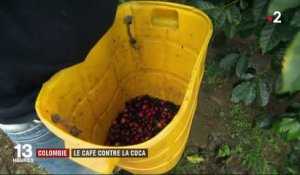 Colombie : le café contre la coca pour faire régner la paix