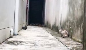 Voici Narnia Et Venus 2 Chats Chimeres A Double Face Sur Orange Videos