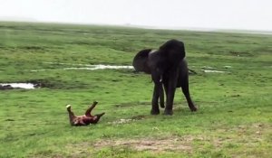 Moment magique quand un troupeau d'éléphants vient fêter la naissance d'un bébé