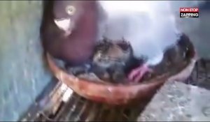 Un pigeon couve un chaton comme son propre enfant (Vidéo)