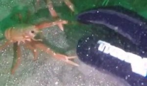 Ces petites langoustes sont très curieuses quand elles croisent ce plongeur... Adorable