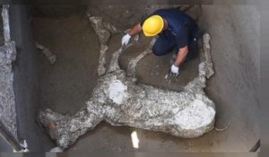 Pompéi : les restes d'un cheval découvert par hasard