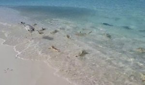 Des dizaines de petits requins se nourrissent en bord de plage aux maldives