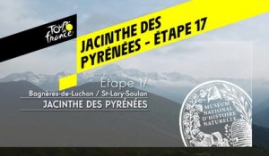 Étape 17 : Jacinthe des Pyrénées - Conservatoire botanique national des Pyrénées et Midi-Pyrénées