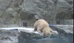 Cette maman ours polaire vient sauver son petit tombé dans l'eau