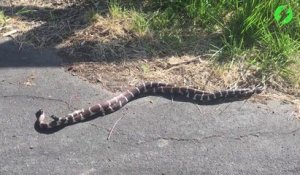 2 serpents s'entortillent bizarrement au milieu de la route