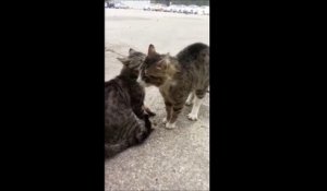Un homme trouve une solution ultime pour séparer deux chats qui se battent