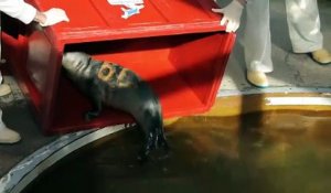 Brest : le centre qui soigne les phoques gris