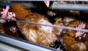 Regardez Sophie Marceau qui lance un appel contre l'interdiction de l'élevage en cage des poules pondeuses