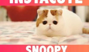 Snoopy le chat : Sa bouille toute ronde fait craquer Instagram