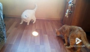 Ce chat devient FOU avec une lumière au sol !