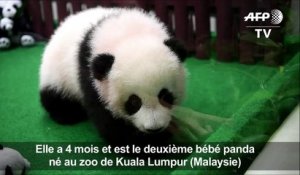 Un 2e bébé panda né au zoo de Kuala Lumpur présenté au public