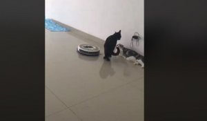 Un chat dérangé par un Roomba