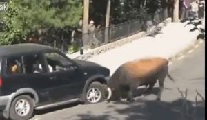 Pas content : ce taureau soulève un 4x4 en pleine rue !