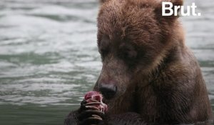 Bacon et donuts pour appâter les ours : la chasse selon Trump