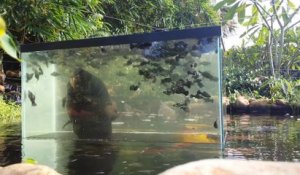 Il a fabriqué cet aquarium génial pour voir ses poissons quand il les nourrit dans son bassin