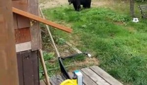 Pour faire partir une famille d'ours de son jardin il suffit de demander gentiment