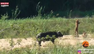 Un buffle envoie voler un lion pour sauver un lézard (vidéo)