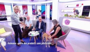 Quand Sophie Davant est impressionnée par le zizi d'un chien - ZAPPING TÉLÉ DU 31/05/2018