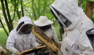 VIDEO. Greffage d'abeilles noires par les apiculteurs deux-sévriens