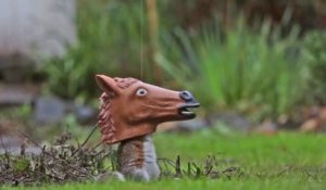 Comment ridiculiser un écureuil : mangeoire cheval!!!