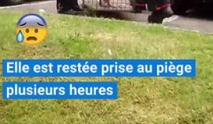 Une maman renarde sauvée par un chien près du Havre