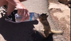 Cet écureuil assoiffé vient boire à la bouteille d'un touriste au Grand Canyon