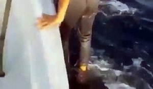 Ce touriste s'amuse à marcher sur le dos d'un requin baleine