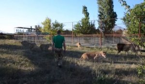 Un dresseur vient maitriser une dizaine de lions et lionnes dans leur enclos... C'est qui le boss