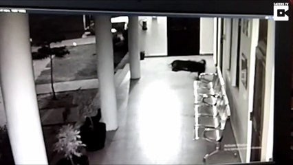 Un Chat Defend Un Enfant Contre Un Chien Sur Orange Videos