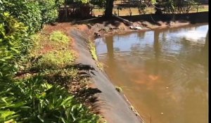 Ce héron vient directement se servir dans un bassin de poissons rouges... facile la peche