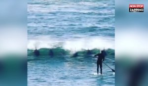Un homme sur un paddle se fait éjecter par un dauphin, les images hilarantes (Vidéo)