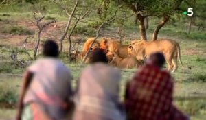 Ils volent le repas de 15 lions affamés (Kenya)