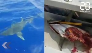 Un requin affamé dévore un thon de 60kgs ! - Le Rewind du Mercredi 13 Juin 2018