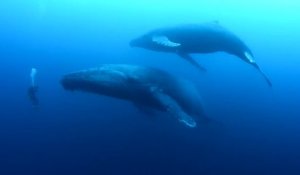 Ce plongeur se retrouve face à 2 baleines : expérience incroyable