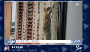 Un raton laveur escalade un gratte-ciel de 23 étages et devient la star du web