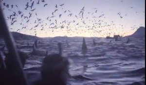 300 orques sortent de l'eau en même temps !