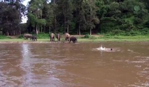 Un éléphant se jette à l'eau pour sauver un homme sur le point de se noyer