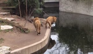 Un lion idiot rate une marche et tombe à l'eau