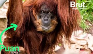 Le plus vieil orang-outan au monde vient de mourir