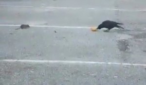 Un corbeau partage son pain avec un rat