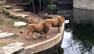 Un lion maladroit tombe à l'eau