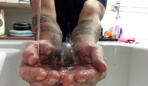 Cet oiseau prend son bain dans les mains de son maitre