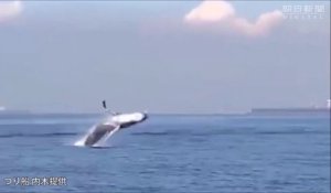 Une baleine fait des sauts incroyable dans la baie de Tokyo !
