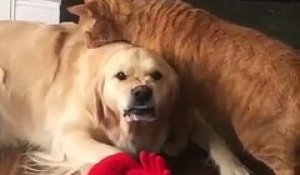 Un chien montre les dents quand un chat lui lèche les poils