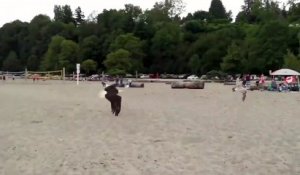 Un aigle attrape une mouette en plein vol