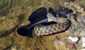 Un serpent sort de l'eau avec un gros poisson dans la gueule... Gourmand