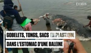 Six kilos de plastique retrouvés dans l'estomac de cette baleine morte