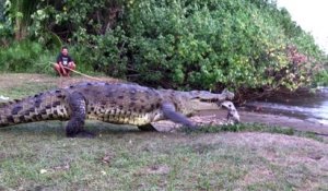 Tout les jours il nourrit un crocodile géant sauvage